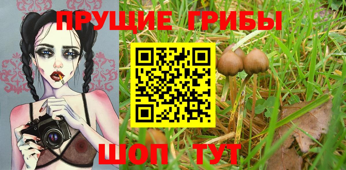 Псилоцибиновые грибы мицелий Пугачёв